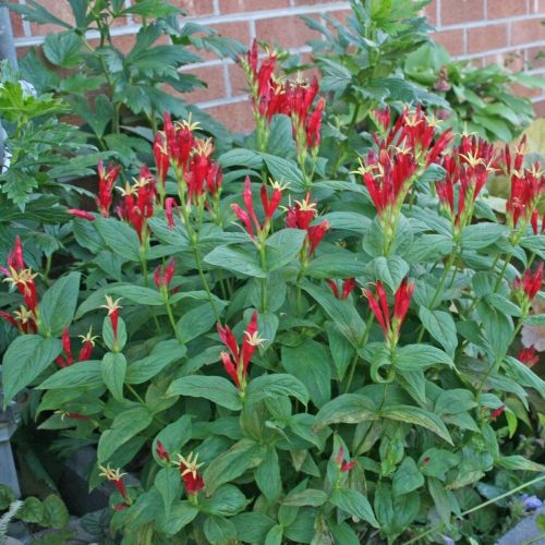  Spigelia Little Redhead Spigelia гол корен РАЗСЕД ДЕКОРАТИВНИ ЛИЧНИ РАСТЕНИЯ ГРАДИНА