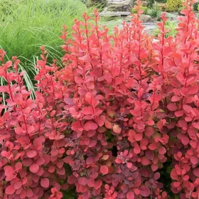    Разсад жълт берберис в съд 1-2л 10-30см