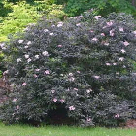    Elderberry Black Lace УНИКАТ ЗА ЖИВ ПЛЕТ ЗА КОНТЕЙНЕРИ