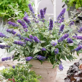    Buddleja Dawida Blue Chip Jr BUTTERFLY BUSH ЛИЛАВО-СИН