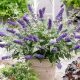  Buddleja Dawida Blue Chip Jr BUTTERFLY BUSH ЛИЛАВО-СИН