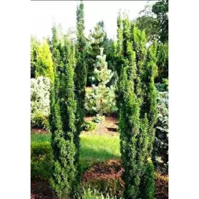    Войтек междинен тис ЗА ОФОРМЯНЕ НА КОНТЕЙНЕРИ ЗА ЖИВ ПЛЕТ