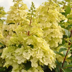  Разсад хортензия в съд 1-2л 20-40см