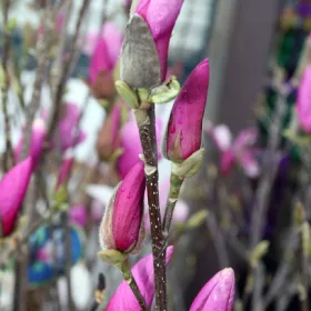    Магнолии и лалета, разсад в съд 1-2 литра, 60-90 см.