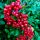  Scarlet Fireberry Kuntayi МРАЗОУСТОЙЧИВ ВЕЧНОЗЕЛЕН гъст храст