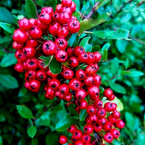  Scarlet Fireberry Kuntayi МРАЗОУСТОЙЧИВ ВЕЧНОЗЕЛЕН гъст храст