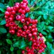  Scarlet Fireberry Kuntayi МРАЗОУСТОЙЧИВ ВЕЧНОЗЕЛЕН гъст храст