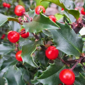    Holly Blue Princess женски ЗИМНО-ЗЕЛЕН МРАЗОУСТОЙЧИВ ХРАСТ