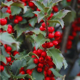  Blue Prince мъжки разсад в саксия