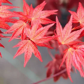  Палмов клен Beni Maiko