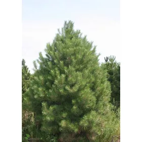  Разсад черен бор в саксия