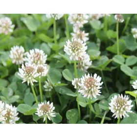    МЕДЕНА ДЕТЕЛИНА БЯЛА ЕВРОПЕЙСКА МИКРО ДЕТЕЛИНА (TRIFILIUM REPENS L) 100Г