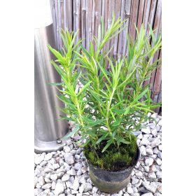    Розмарин лечебна подправка ЗИМУВА БИЛКА ПОСЪВ