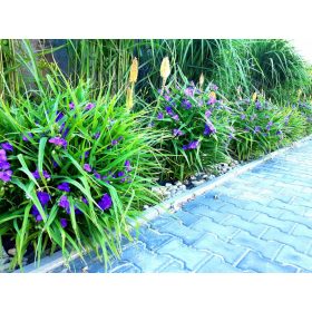    Вирджинската тетра цъфти 6 месеца, презимува, многогодишно, езерце, алпинеум