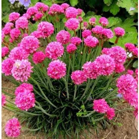    ZAWCIĄ DADMORSKI многогодишно растение за къртици цъфти половин година