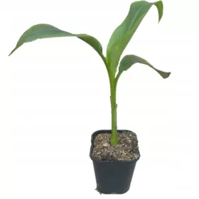    Бананово дърво Musa Basjoo Tibetan, мразоустойчиво до -16 градуса, хубав разсад