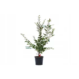    Лагерстремия индийски храст МИКС