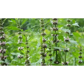  Семена от маточина 100 гр