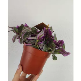  Tradescantia Sweetness