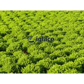    Хедър и разсад от пирен в 0,5-1 л. съд