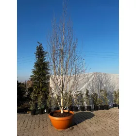  Полезна бреза (doorenbos)