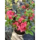  Рододендрони и азалии цветни разсади в съд 1-2л 25-35см