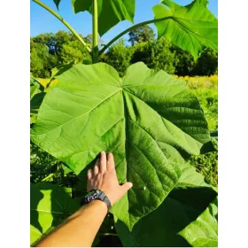  Paulownia Oxytree Гарантирано