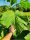  Paulownia Oxytree Гарантирано