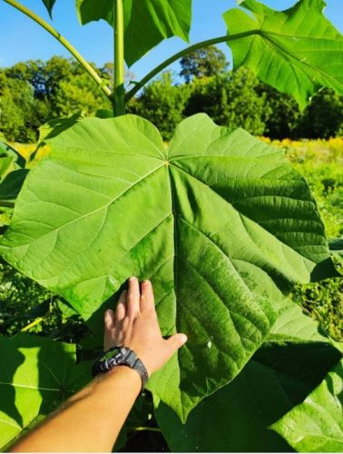  Paulownia Oxytree Гарантирано