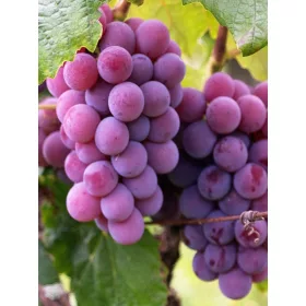    Einset Seedles лоза, разсад в съд 1-2л, 100-100 см