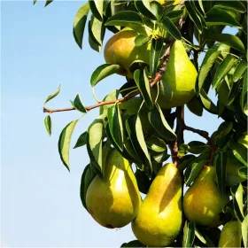    Pear Trees Колоновиден разсад с гол корен 50-70 см