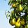  Pear Trees Колоновиден разсад с гол корен 50-70 см