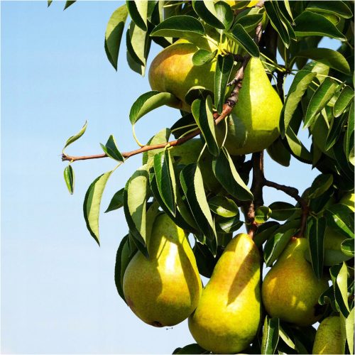  Pear Trees Колоновиден разсад с гол корен 50-70 см