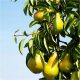  Pear Trees Колоновиден разсад с гол корен 50-70 см
