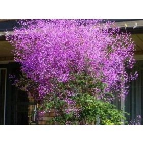    RUTEWKA DELAVAYA РАЗСЪДИ РАЗСЕДКИ ЦВЕТЯ МЪГЛА Разсад в саксия