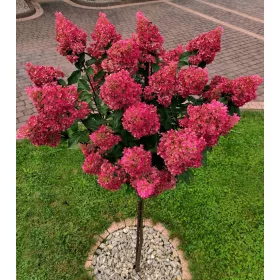    HYDRENSION DIAMANT ROUGE на ствол Хортензия Дърво 100-140 см