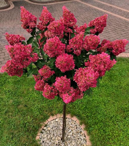  HYDRENSION DIAMANT ROUGE на ствол Хортензия Дърво 100-140 см