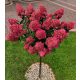  HYDRENSION DIAMANT ROUGE на ствол Хортензия Дърво 100-140 см