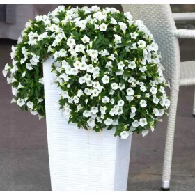    Милиони камбани Милиони камбани на белия балкон