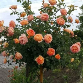    Роза на ствол Портокал РОЗОВО ДЪРВО 537