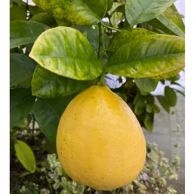  SKIERNIEWICKA LEMON Цитрус до 9 см