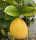  SKIERNIEWICKA LEMON Цитрус до 9 см