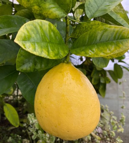  SKIERNIEWICKA LEMON Цитрус до 9 см