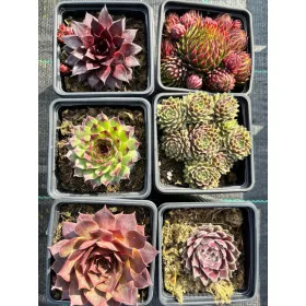  Rojniki Sempervivum Mix 6 броя!