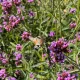  Патагонска върбинка (Verbena Bonariensis) Голяма саксия за разсад P13