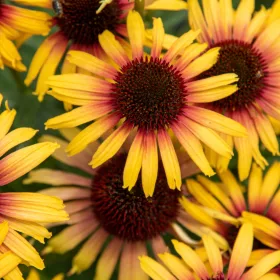    ECHINISHE PARROT ~ ГОЛЯМО ЖЪЛТО ЦВЕТЕ С ЧЕРВЕН ЦЕНТЪР ~ разсад