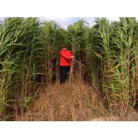    Мискантус гигантски коренови резници 30 броя висока декоративна трева