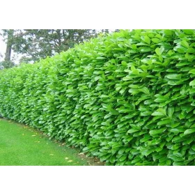    M ИЗТОЧНА ЧЕРЕША LAUR ROTUNDIFOLIA НА ЕДРО 104 БРОЯ БЪРЗ ЖИВ ПЛЕТ