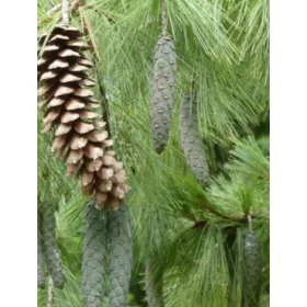 Разсад бял бор в саксия