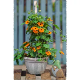    Тунбергия крилат портокал ПРОИЗВОДИТЕЛ!